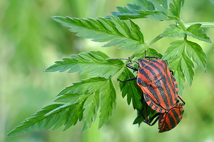 Stripes buggar, insekt, para ihop, naturen, fauna
