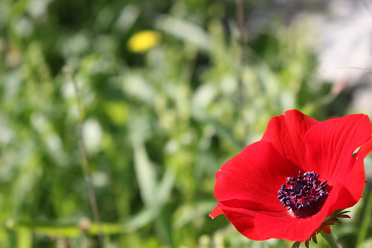poppy, flower, red, meadow