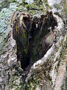 árvore, madeira, buraco, coração