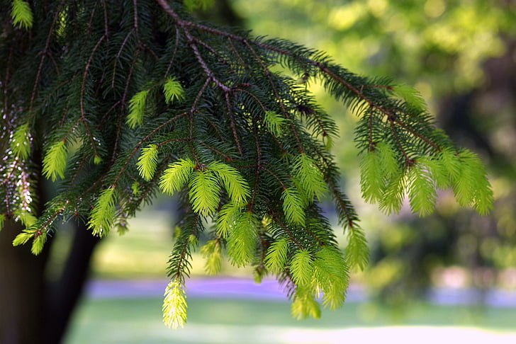spruce, grenar, unga, färsk, våren, grön, träd