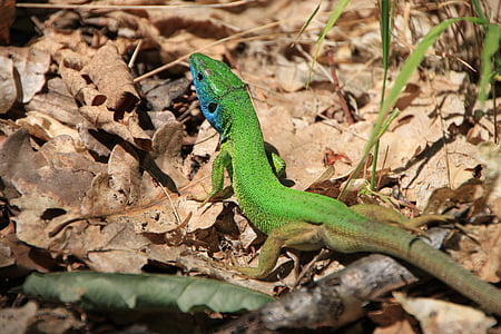 blue, camouflage, forest, green, lacerta, lizard, viridis