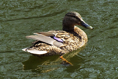 duck, mallards, water, water bird, nature