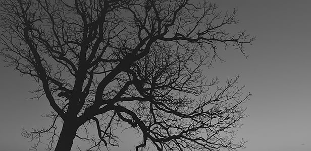 árvore, silhueta, Ramos, horror, enevoado, nebuloso, nevoeiro