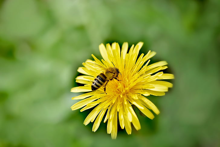 dandelion, flower, blossom, bloom, yellow, bee, insect