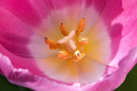 Tulipa, segell, estams, lliri, primavera, natura, flors