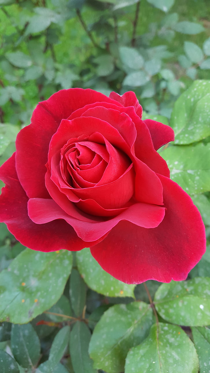 Rosa, vermell, flor, Rosa - flor, natura, pètal, planta