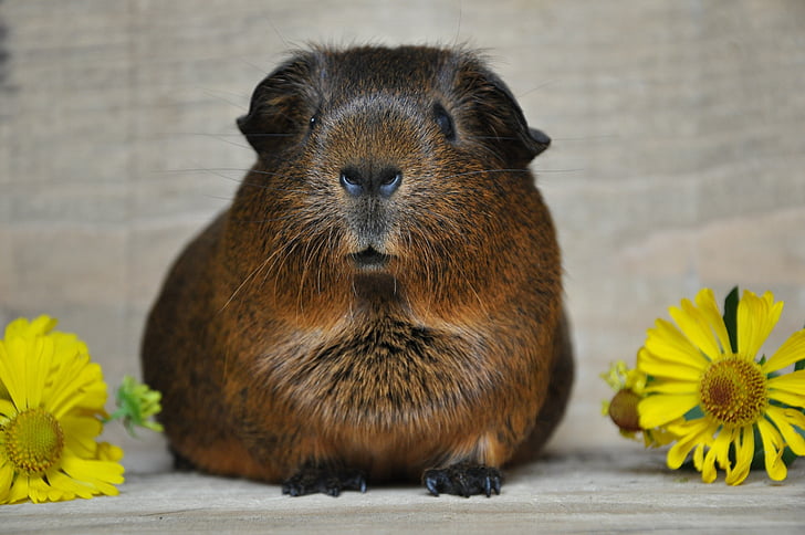 smooth hair, gold agouti, rodent, flowers, pet, small animals, animal
