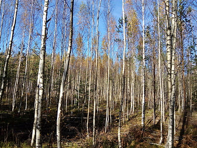 birch grove, forest, young people, nature, tree, woodland, outdoors