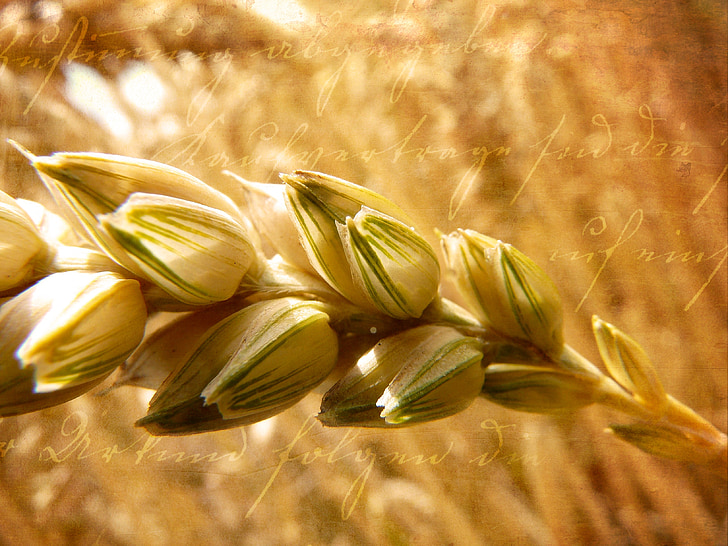 blé, oreille, grain, céréales, lumière du soleil, fermer, look rétro