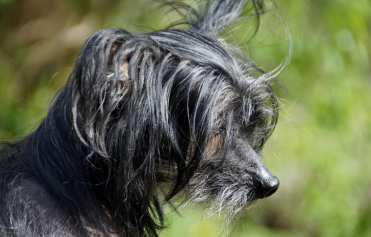 hund, Chinese crested dog, kinesiska chocholáč, hairless hund