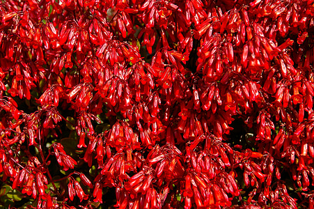 šťavnaté, červená, kvety, Záhrada, Austrália