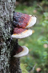 punk, mushroom, tree, mushrooms, agaric, forest, tree fungus