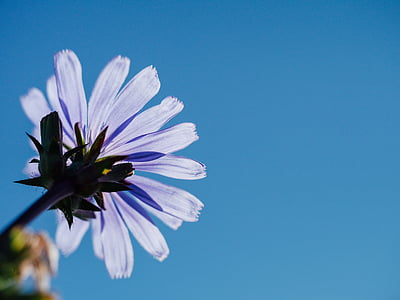 violetti, petaled, kukka, sininen, taivas, päivällä, Sunshine