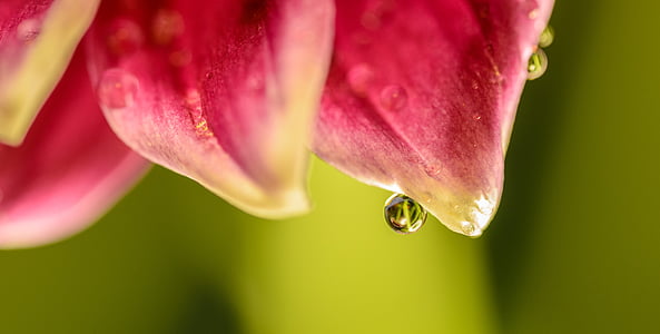 macro, water, drop, droplet, closeup, green, pink