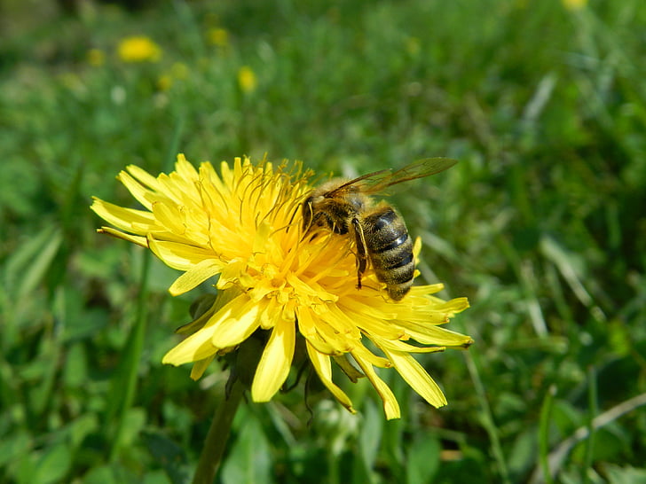 dandelion, bee, pollen, supplies