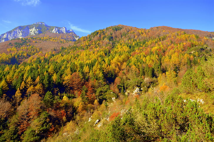 Forest, Mountain, jeseň