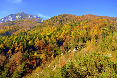 bosque, montaña, otoño
