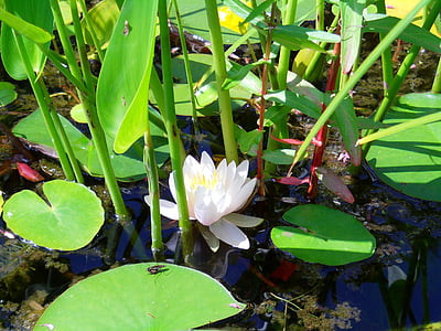 water lily, flower, pond, nature, flowers, white, lake rose