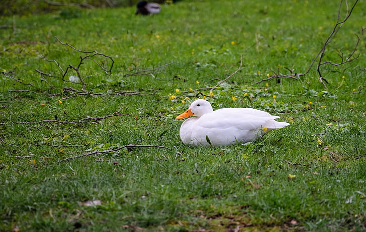 патица, бяло, лежи патица, птица, трева, животни в дивата природа, животните теми