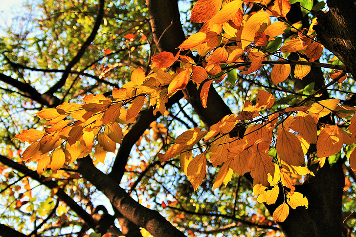 hösten, grenar, träd, grenar, lämnar, gul