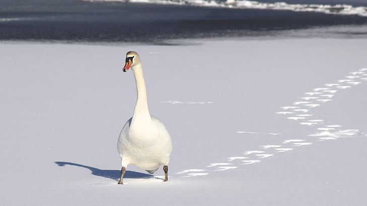 bird, footprints, nature, snow, swan, trail, white bird