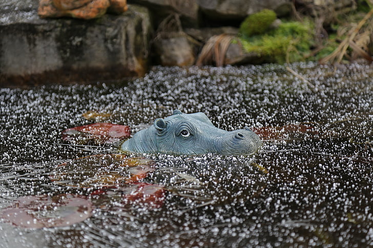hippo, nature, ice, water