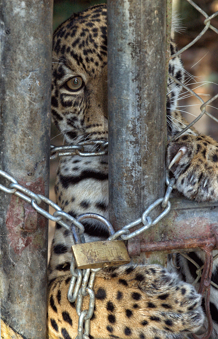 jaguar, cordes, presó, felí, gàbia, animal