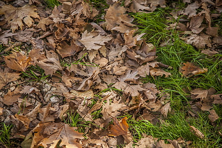 leaves, brown, color, autumn, ground, nature, high angle view