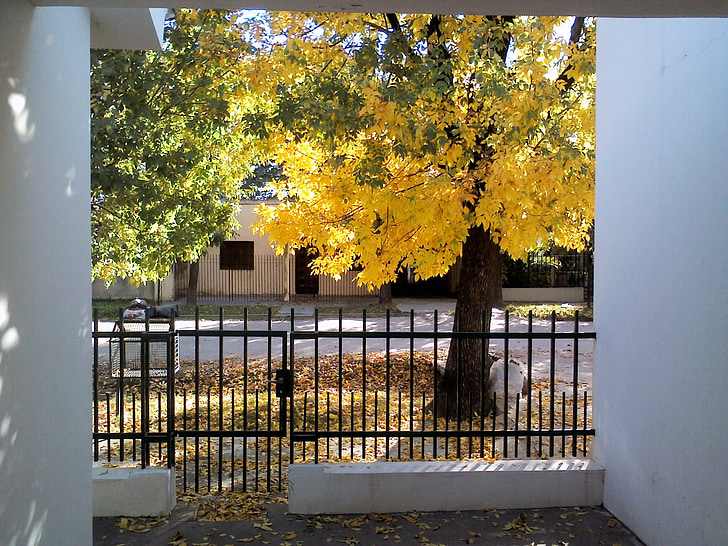 gyldne efterår, efterårsblade, træer, efterår, træ, udendørs, natur