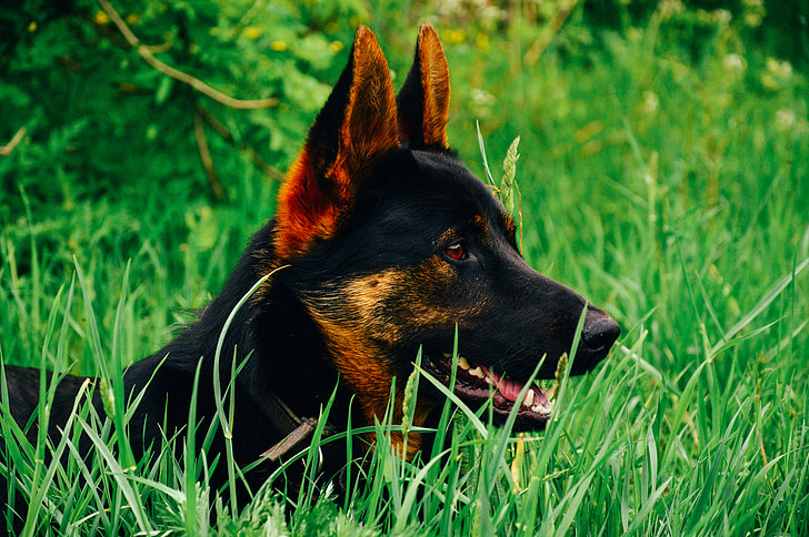 pastor alemão, cão, canino, animal de estimação, raça pura, preto, animal