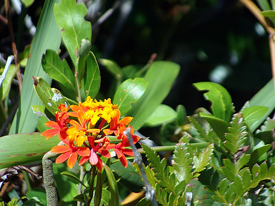 blomma, infödda, Sydamerika