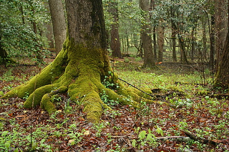 mechový, strom, kořeny, Příroda, Les, zelená, dřevo