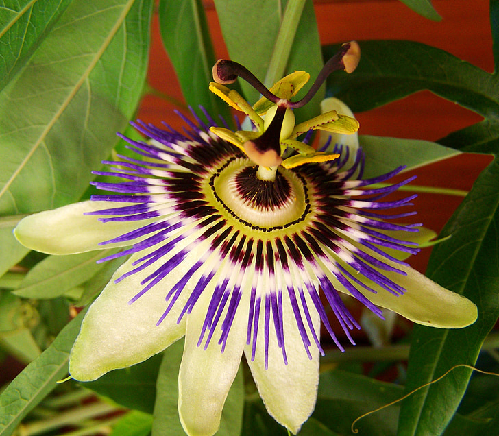 flor de Gólgota, flores blanco-azul-púrpura, rastrera