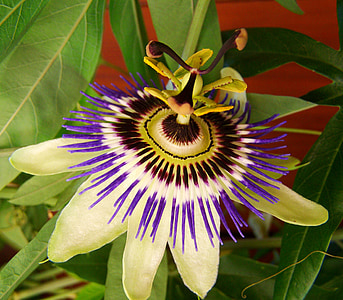 flor del Gólgota, flors blanc-blau-violeta, planta de rèptils