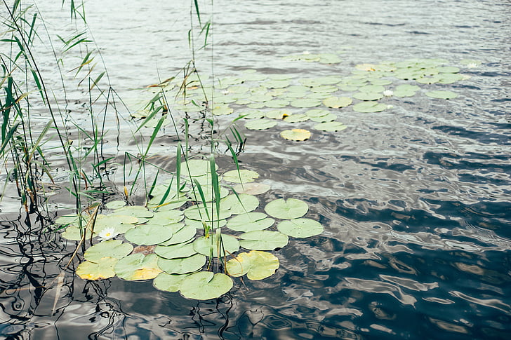 green, water, lily, plant, blue, deep, sky