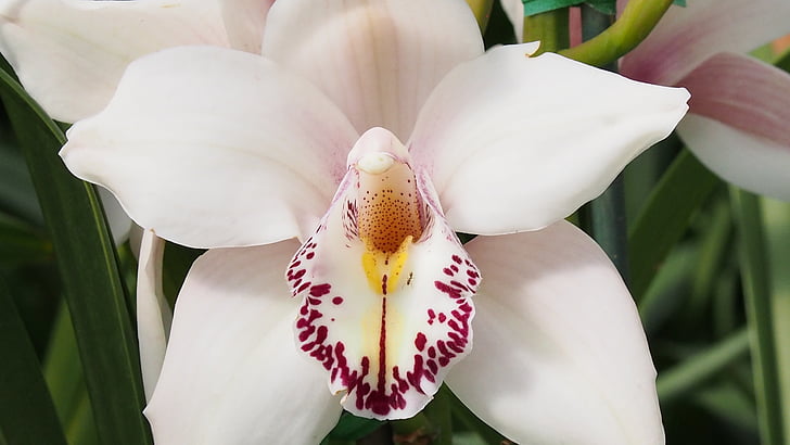 bílá orchidej, orchidej, květ, okvětní lístek, bílá, květ, růžová