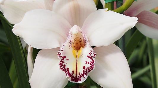 valkoinen orkidea, Orchid, kukka, terälehti, valkoinen, Blossom, vaaleanpunainen
