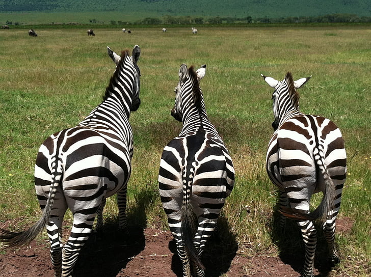 Zebras, Tiere, Tierwelt, Säugetier, Wild, gestreift, Afrikanische