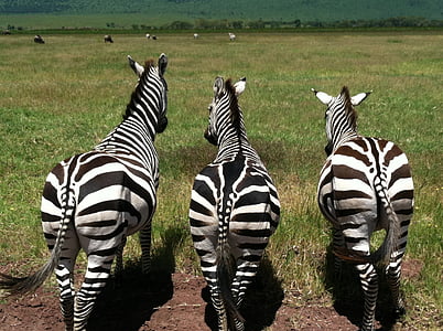 zebre, animali, fauna selvatica, mammifero, selvaggio, a righe, africano