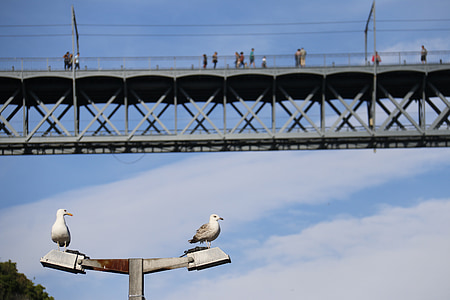 Bridge, Seagulls, blå, iaktta, blå himmel, fågel, Litoral
