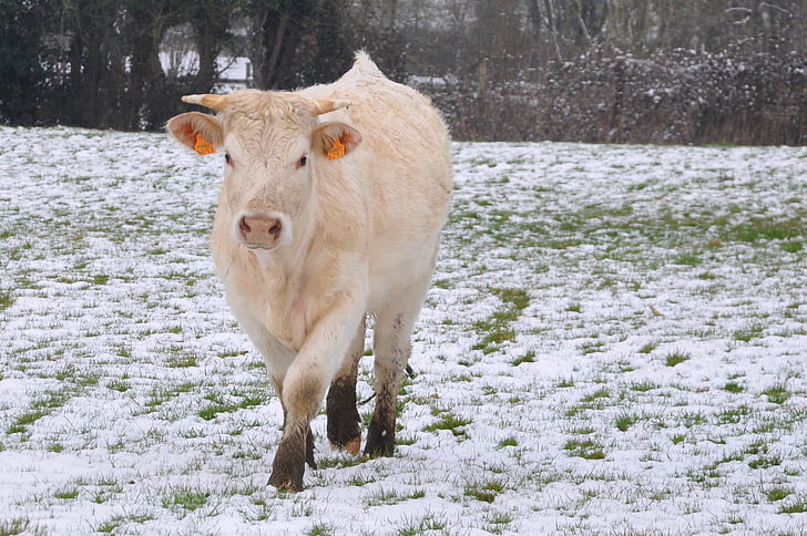 крава, сняг, полета, поле, едър рогат добитък, животни, природата