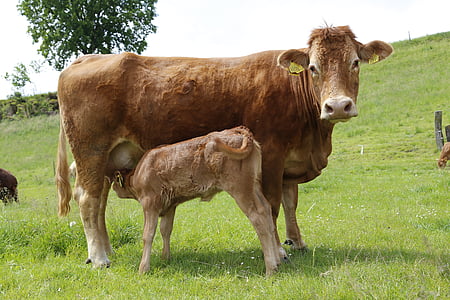 mucca, vitello, nutrici, manzo, pascolo, bestiame, succhiare il latte