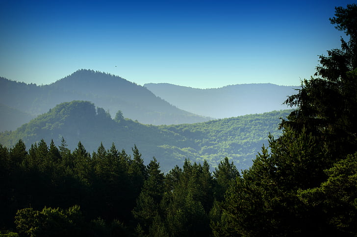 ป่า, ภูเขา, ธรรมชาติ, ต้นไม้, ภูมิทัศน์, ตอนเช้า, ดู