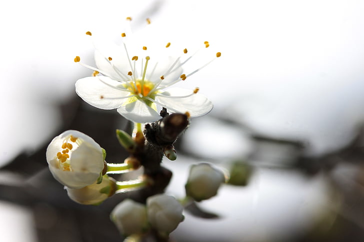 Blackthorn blomst, våren, anlegget, natur, orkideer som produserer pollinia, kunstnerisk, blomst