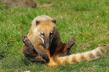 coati, Προβοσκίδα αρκούδα, μικρή αρκούδα, ζώο, αρπακτικό, Ζωικός κόσμος, Χαριτωμένο