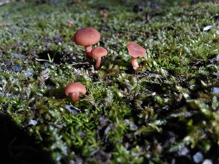 mushrooms, macro, nature, fungus, forest, mushroom, autumn