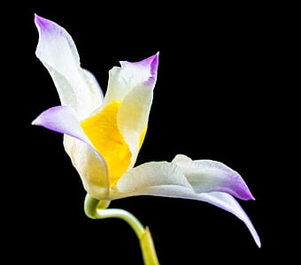 divje orhideje, orhideja, cvet, cvet, cvet, bela gellb vijolična, narave