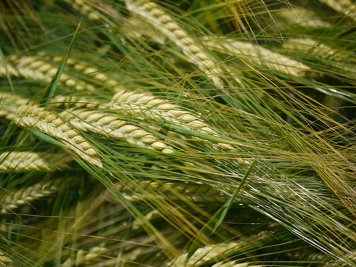 barley field, spike, endless, cereals, field, agriculture, barley