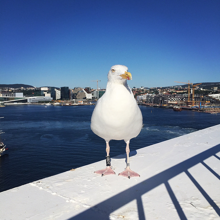 herring gull, ring brand, ferry