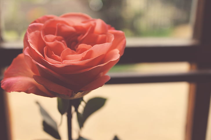 Роза, розовый, цветок, лепестки, любовь, завод, Цветочные